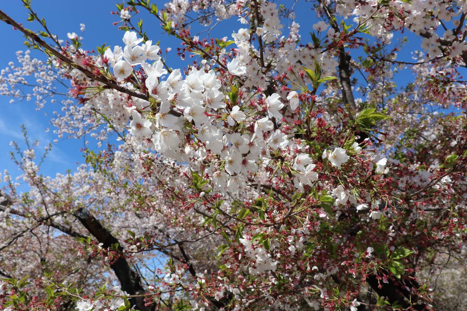 🌸 櫻花限定｜九州盲盒櫻花之旅｜博多站出發 🌸