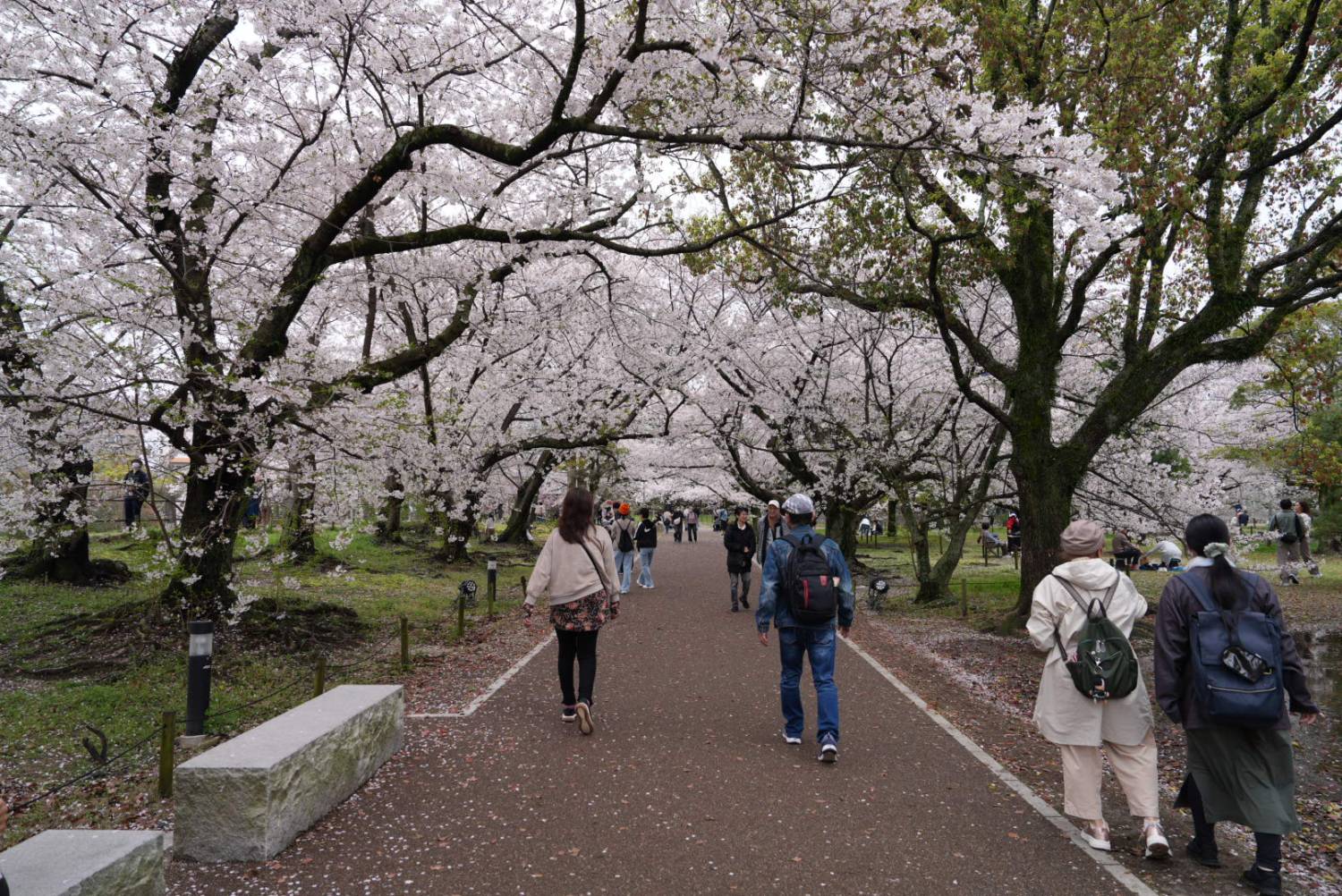 🌸 櫻花限定｜九州盲盒櫻花之旅｜博多站出發 🌸