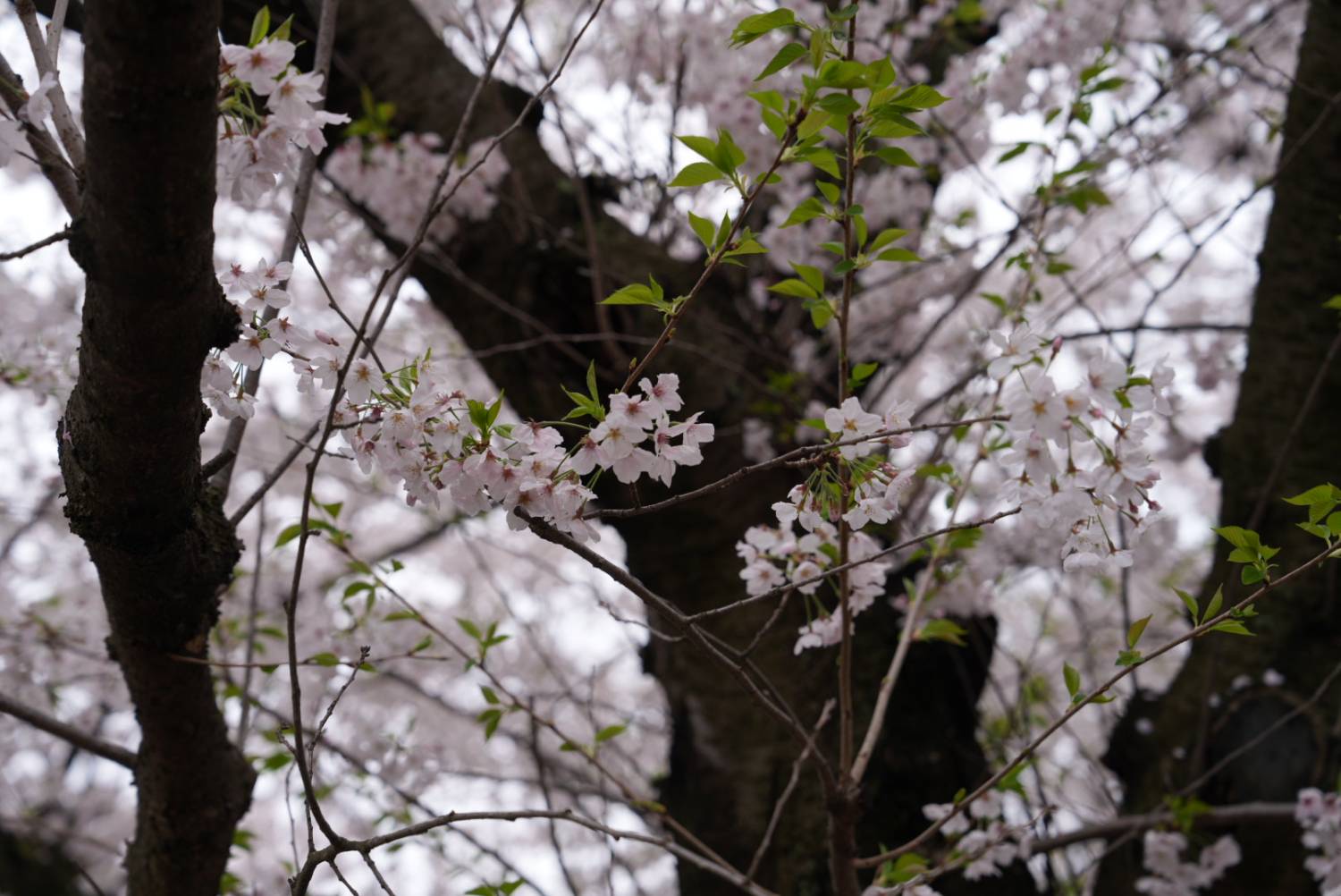 🌸 櫻花限定｜九州盲盒櫻花之旅｜博多站出發 🌸