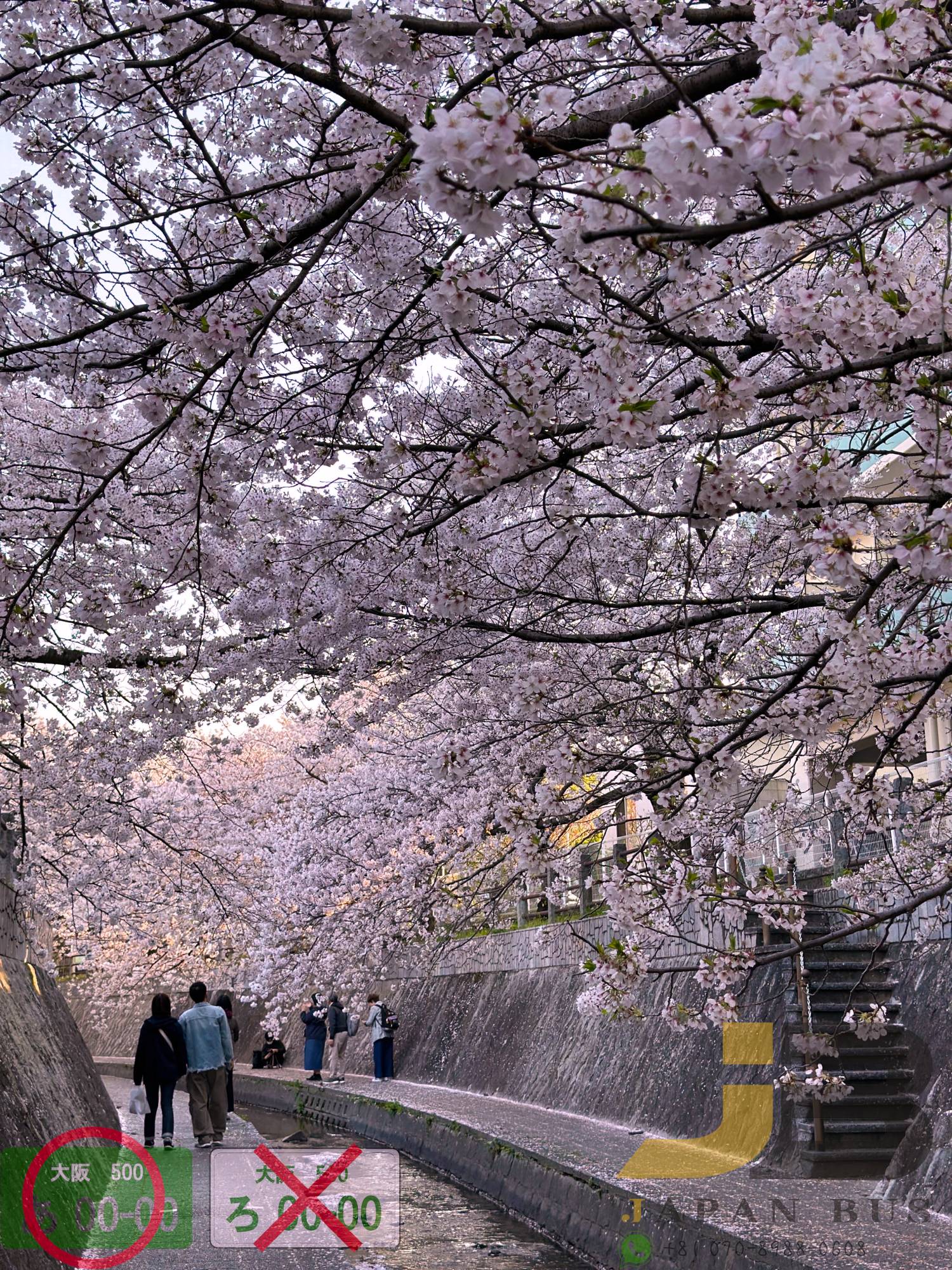 🌸 櫻花限定｜九州盲盒櫻花之旅｜博多站出發 🌸